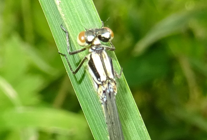 femmina di...... Coenagrion puella